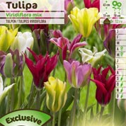 Tulip Viridiflora, Mixed